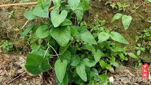 甘肃药农老马去年3月在塑料棚育苗，后来啊2000株幼苗热死大半