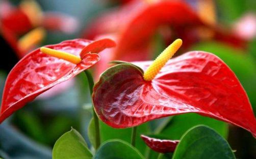 红掌价格受季节影响大不大？