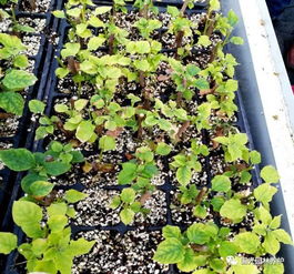 海棠冬天怎么扦插才Neng提高成活率？