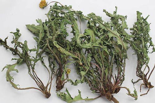 蓟草花：清热解毒，美丽绽放，天然养生佳品！