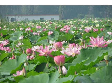 荷花的种苗，一株多少钱？
