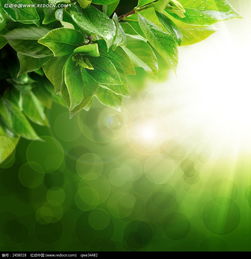 阳光下的生命盛宴：花草树木的日光之旅