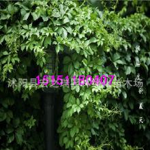 三叶地锦、美国地锦和爬山虎的区分