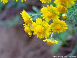 野菊花的世界， 花海中的小精灵