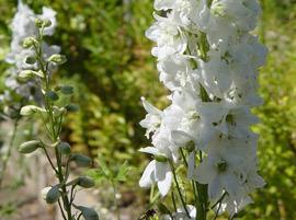 飞燕草——为爱别人