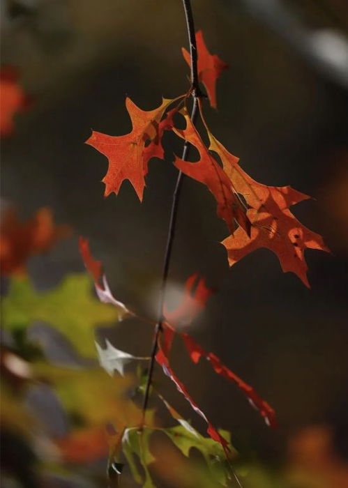 娜塔栎：城市中的彩色守护者