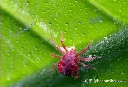 什么是1.8%阿维菌素乳油？