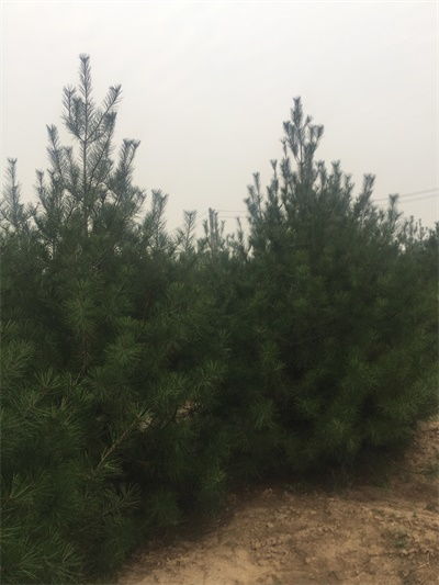 三米白皮松的地径揭秘