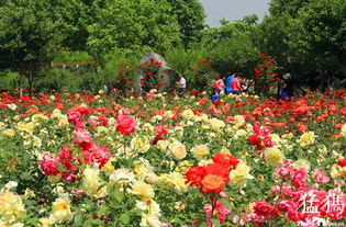 郑州月季公园：生态园林， 月季风情