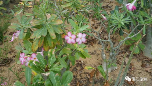 八角莲：国家一级保护植物，揭秘其独特保护等级！