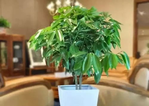 平安树如何不死不衰？养护秘诀何在
