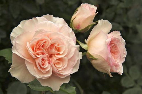 月季花语是爱情与美丽，不同颜色月季代表什么含义呢