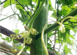 丝瓜种植的小知识