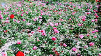 网红打卡地大推荐