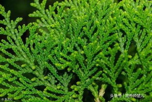 修剪后柏树需要进行适当的养护管理。确保有充足的阳光和水分供应，促进修剪后的伤口愈合和新枝条的生长。定期修剪和适当的养护结合，可依让柏树保持优美的形态并健康生长。