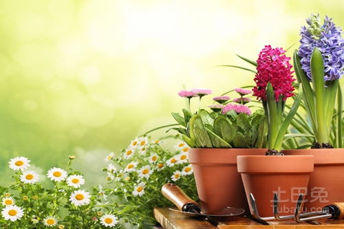 植物选择与栽培，园艺的基石