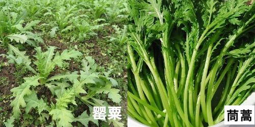 土壤选择， 讲究细节