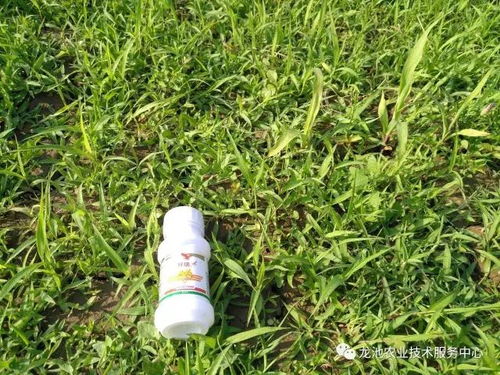 玉米苗后除草剂喷施，Zui佳时机揭秘！