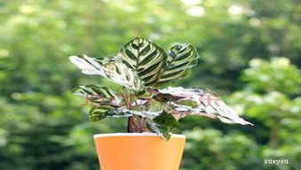 孔雀竹芋种植小贴士：土壤篇