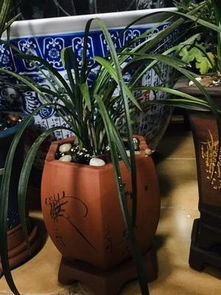 紫砂盆透气保水，园艺种植首选