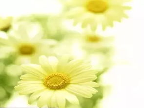 金桂：富贵吉祥，运势提升