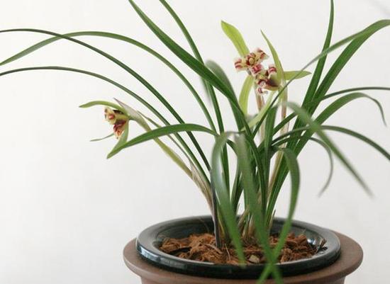 兰花摆放的繁殖与病虫害防治
