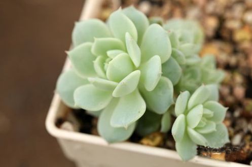 多肉植物应该怎样正确浇水，避免浇水过多或过少