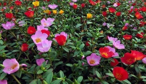 家庭盆栽花卉如何浇水才能避免水涝