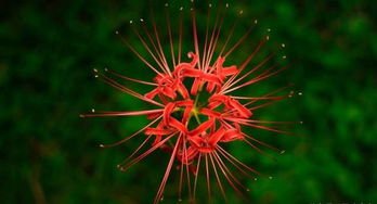 彼岸花：花语中的“刺骂之花”，寓意深情却带刺，美丽却带刺！