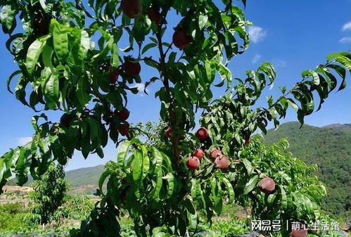 耐旱造型树的秘密花园