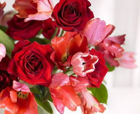 21朵玫瑰花的花语是什么代表着怎样的爱与祝福