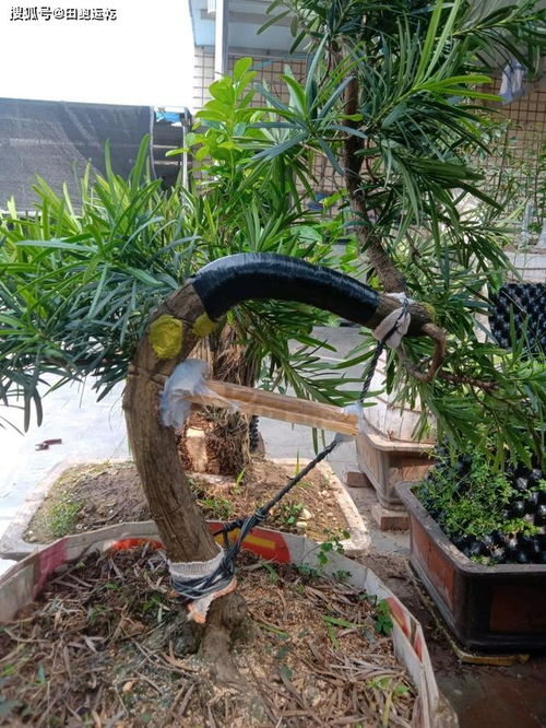 盆景树桩锯口如何处理？能否让伤口愈合如初