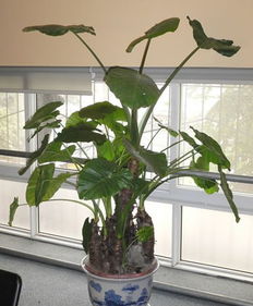 滴水观音：改善小气候， 保护生态环境