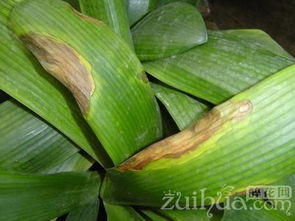 叶斑病， 那可不是闹着玩的