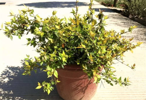 秋季盆栽绿植，美丽又好养活，成活率高达99%！