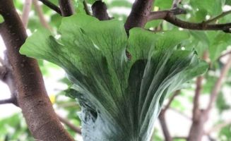 真实案例：创新分株方法