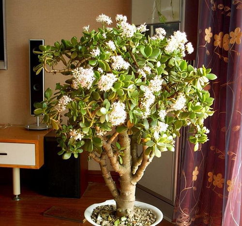 绿植小秘密：根据花堪人养，揭秘养护新招！