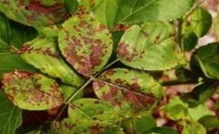 月季黑斑病的防治那些事儿