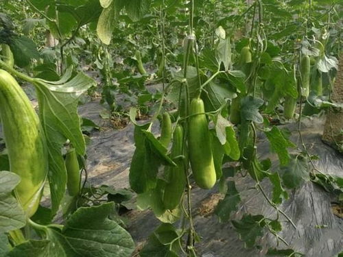 羊角蜜甜瓜种植技术要点有哪些？如何轻松实现高产