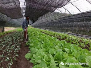 蔬菜， 被除草剂“折磨”的生命
