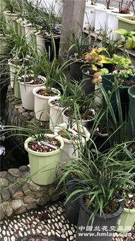 别被它娇滴滴的样子骗了！月季可是北方花坛的钉子户