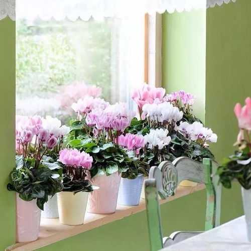菊花冬天室内怎么养殖？保持适宜温度和光照是关键吗