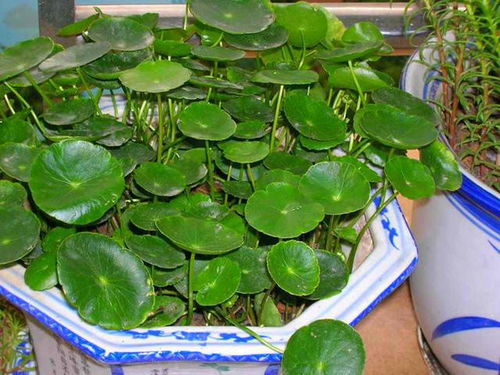 烂菜叶变宝：花卉肥料新选择