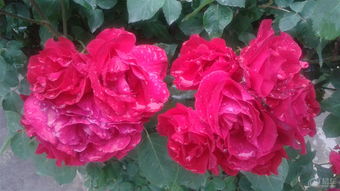 月季花色彩之谜：诺莎莉月季的鲜艳之谜