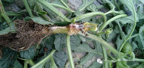 乐果农药在花生种植中的应用