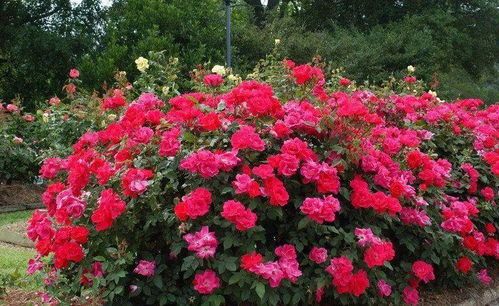四季花开， 月季花季