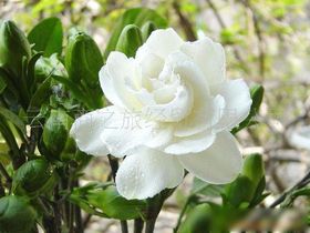 栀子花在文化生活中象征着纯洁与高洁