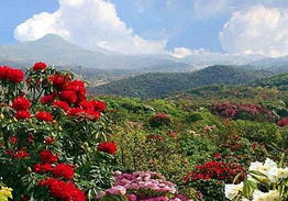 推荐一棵藤本月季