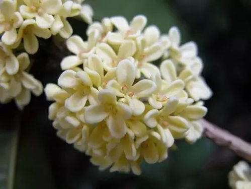 多菌灵喷在桂花根上，Neng浇吗？
