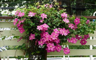 铁线莲的土壤选择：土壤的魔力之旅